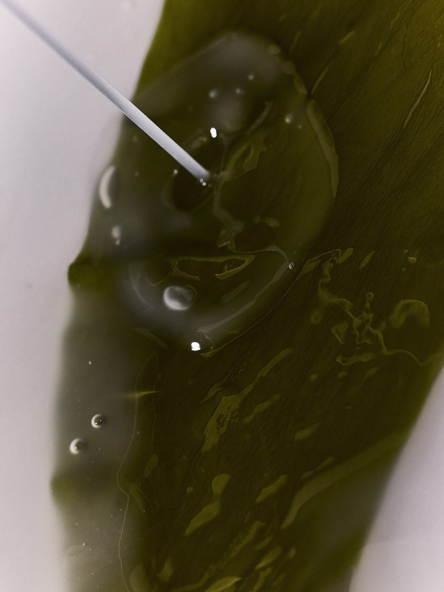 WHAMISA Organic Algae Kelp Mask