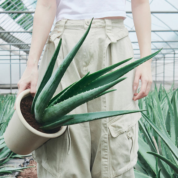 Person holding aloe plant in greenhouse, representing natural ingredients in GLOW Aloe Barrier Support Cream 50ml.