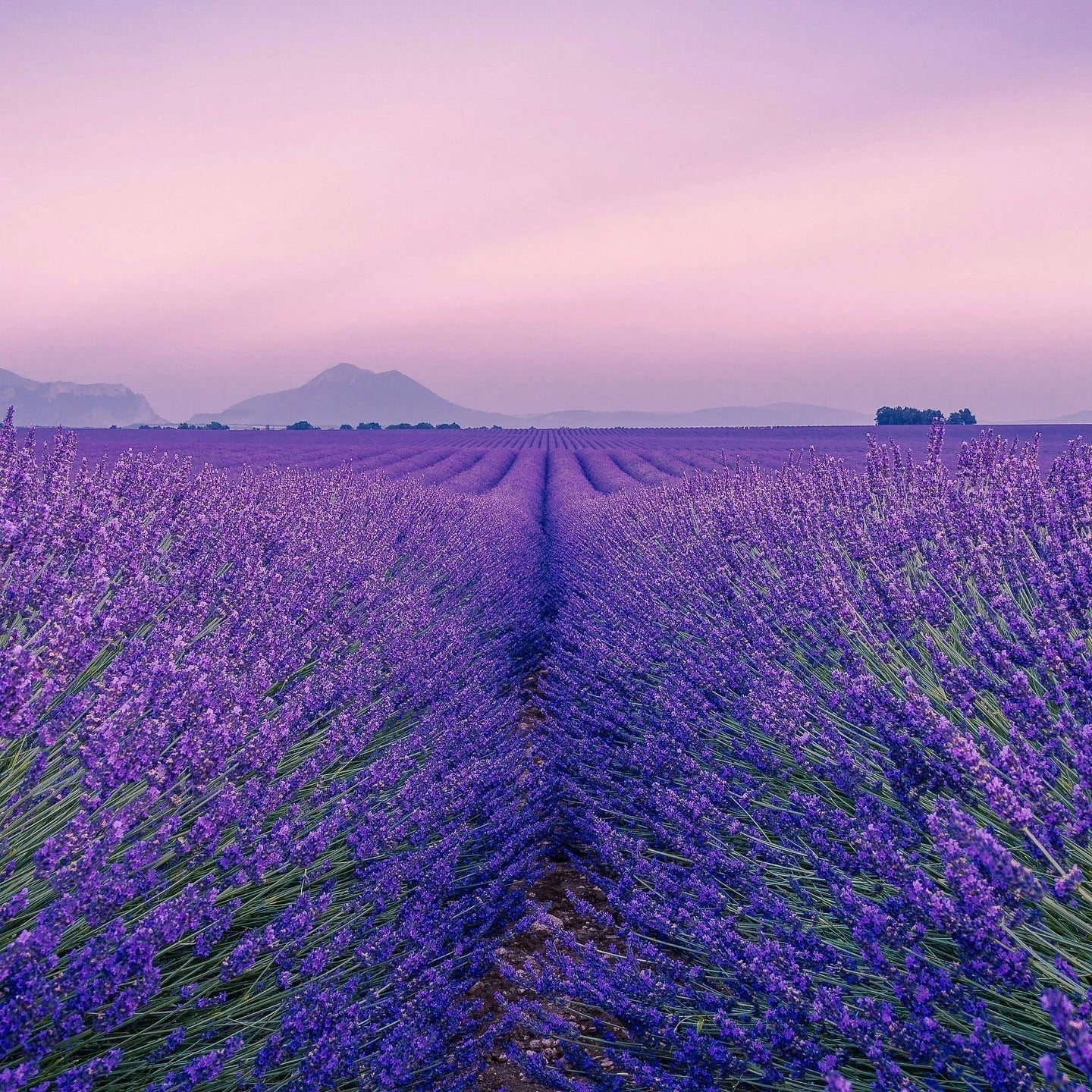 Lavender field at sunset with mountains in the background, highlighting the natural essence related to KAINE Lavender PDRN Revitalizing Toner 300ml.