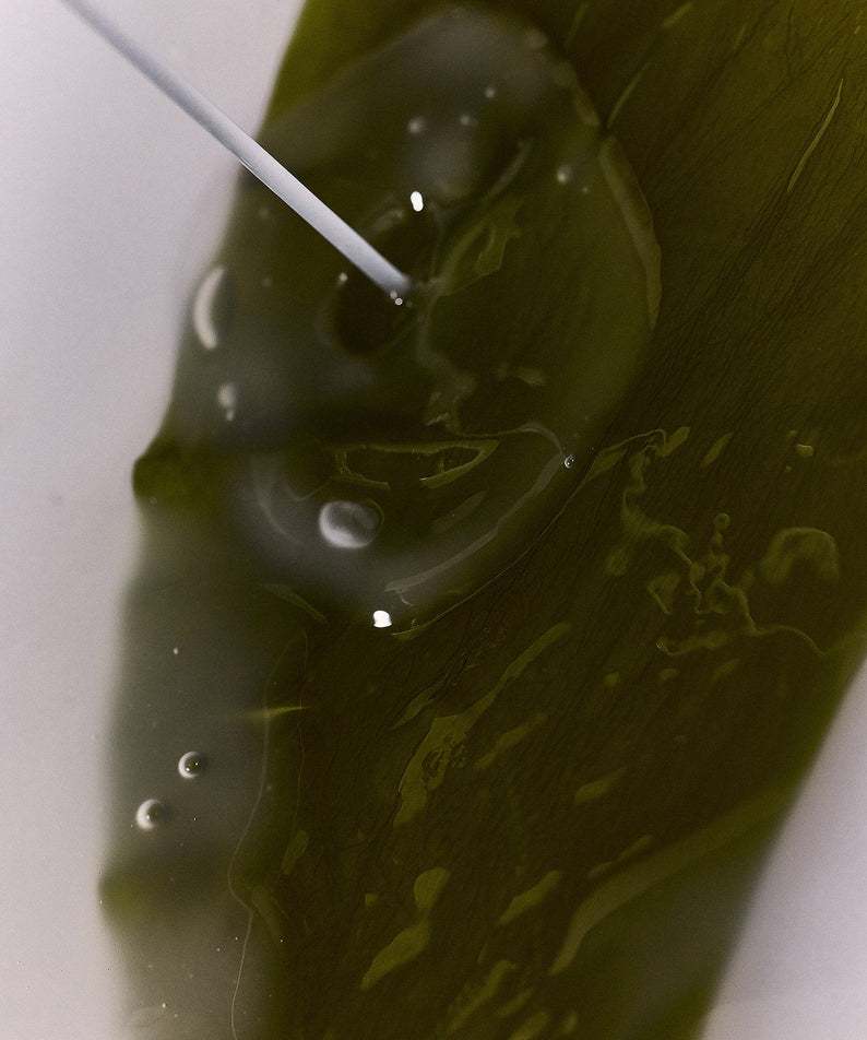 WHAMISA Organic Algae Kelp Mask
