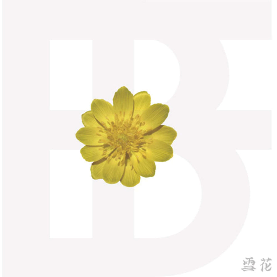 Bf - Kpop Album
