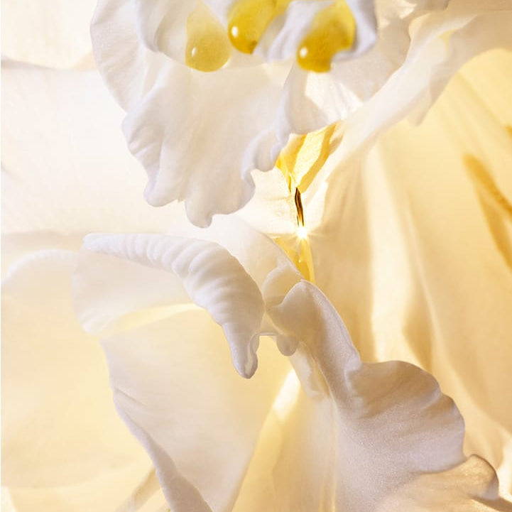 Close-up of a delicate white flower with droplets, symbolizing the essence of HERA Signia Illuminating Serum 30ml.