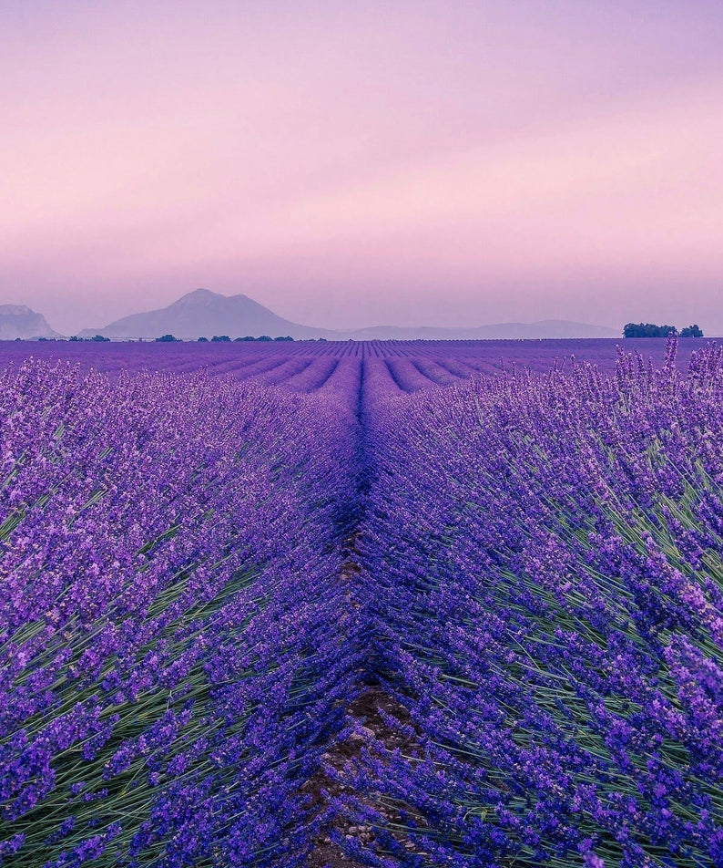 Lavender field at sunset with mountains in the background, highlighting the natural essence related to KAINE Lavender PDRN Revitalizing Toner 300ml.