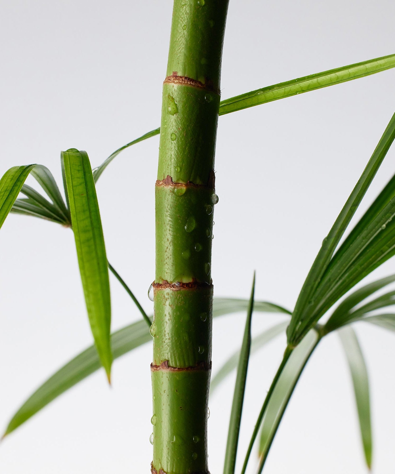 Close-up of a bamboo plant representing the natural ingredients of PURITO Mighty Bamboo Panthenol Cleanser 150ml.
