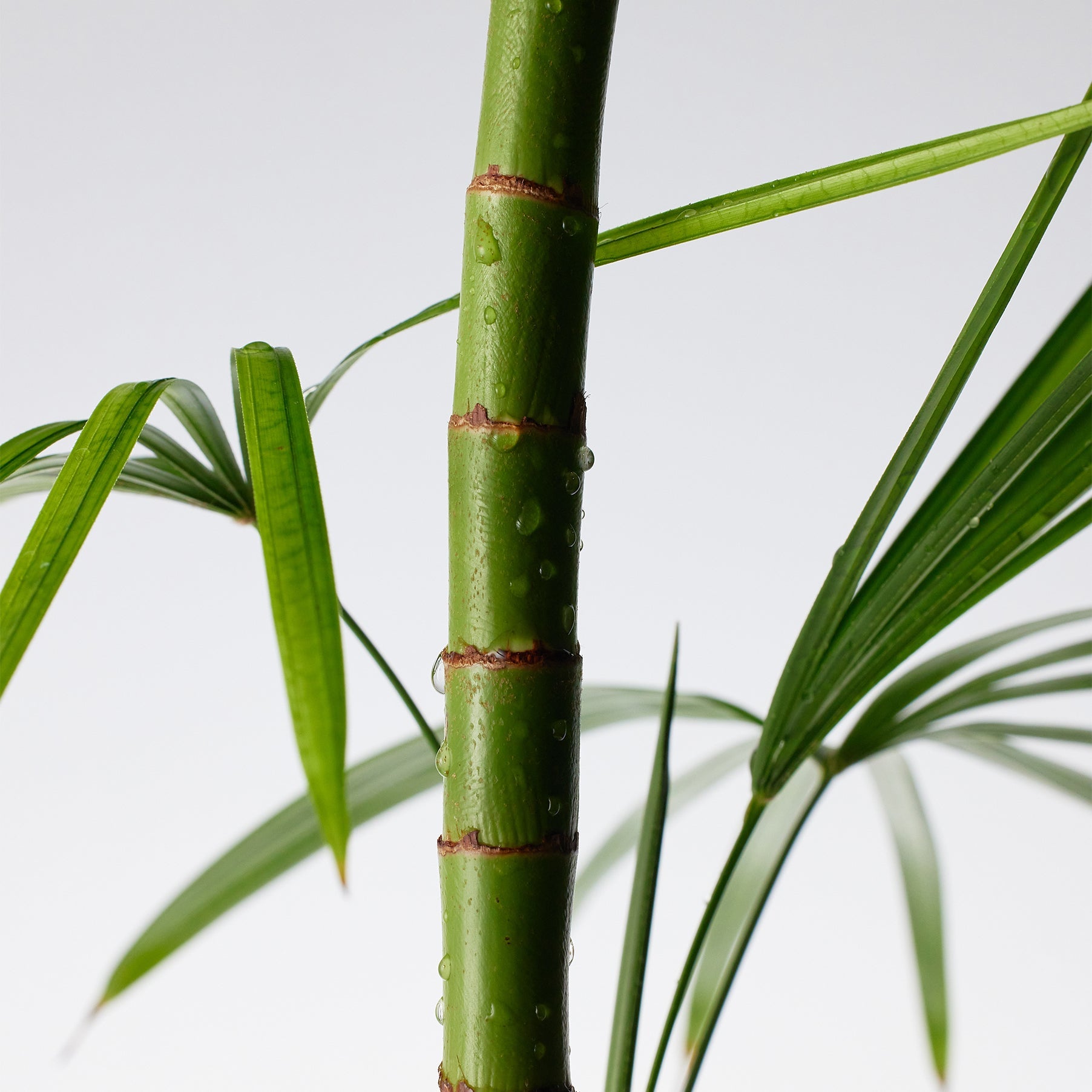 Bamboo stem representing PURITO Mighty Bamboo Panthenol Cream 100ml inspiration