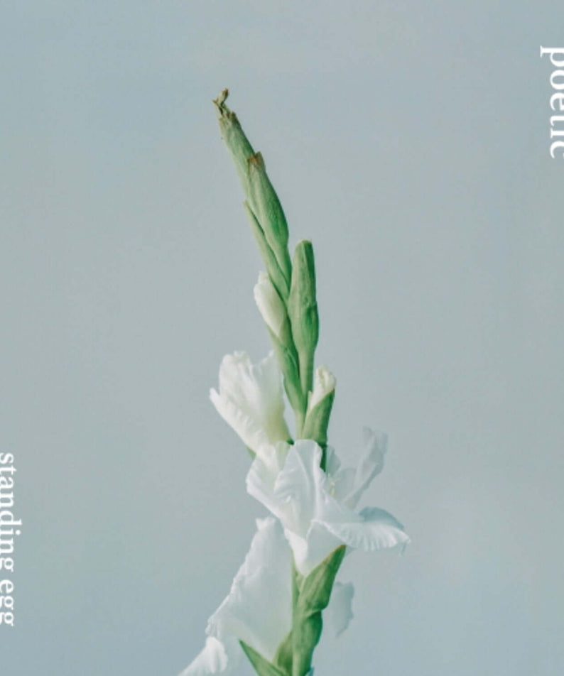 STANDING EGG - POETIC - Kpop Album | Kool Seoul - Buy Kpop Albums Online