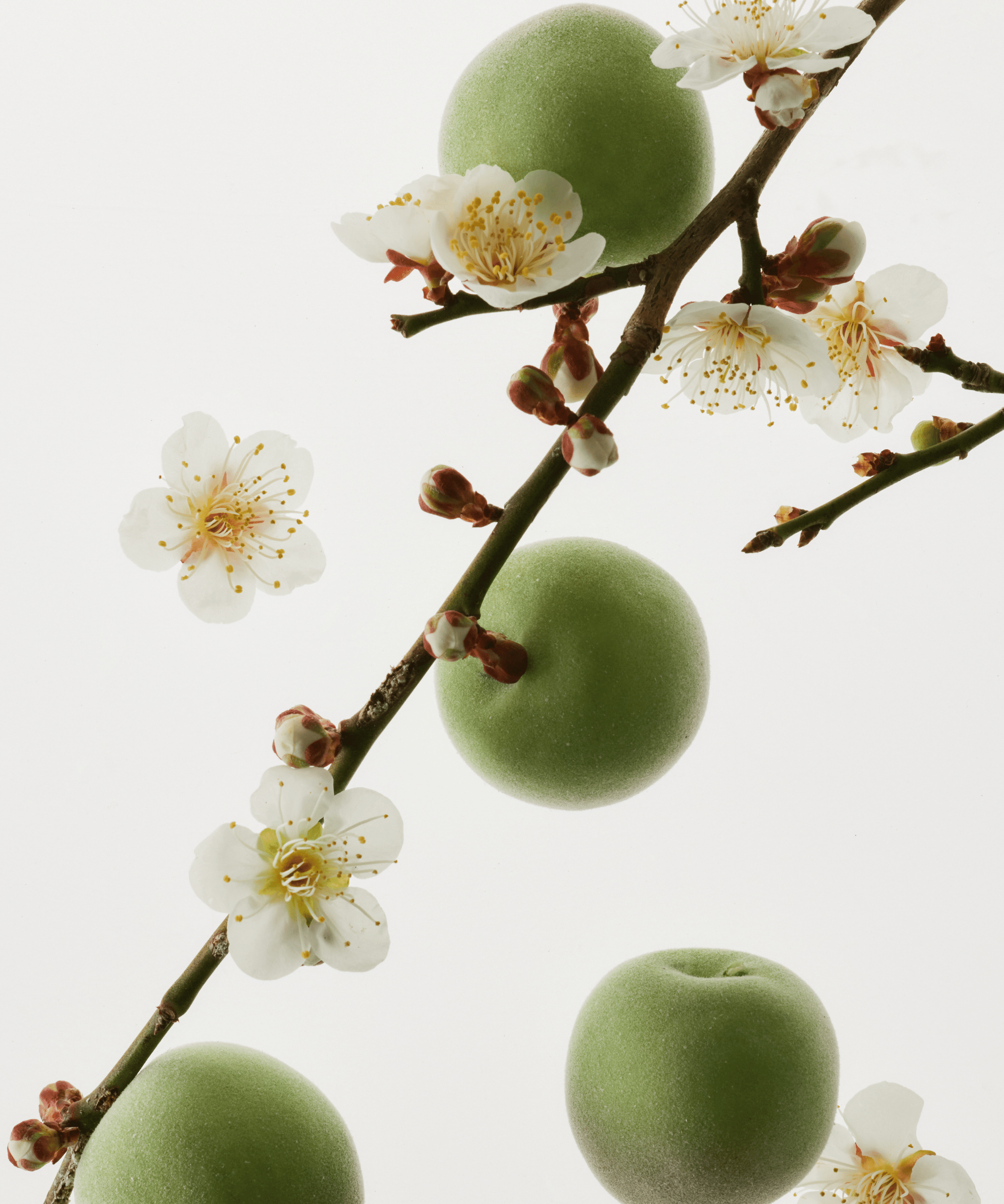 Beauty Of Joseon グリーン梅 リフレッシングクレンザー 100ml